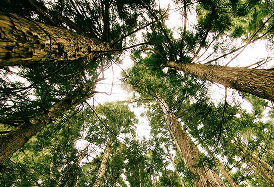 praxis carpe diem – Teamsupervision