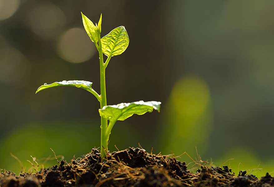 praxis carpe diem – Einzelsupervision